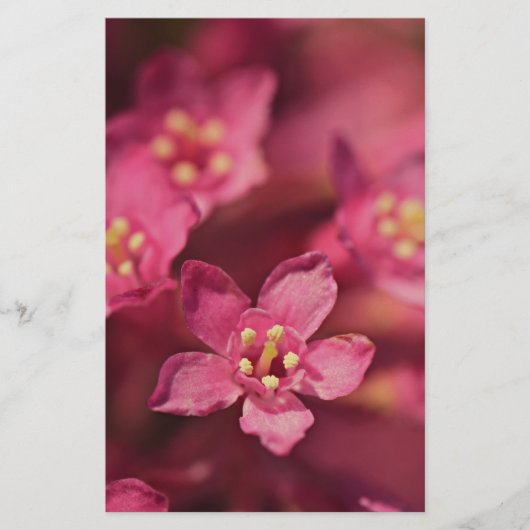 美しいピンクの花 便箋 (正面)