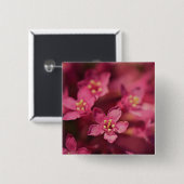 美しいピンクの花 缶バッジ (正面&裏面)