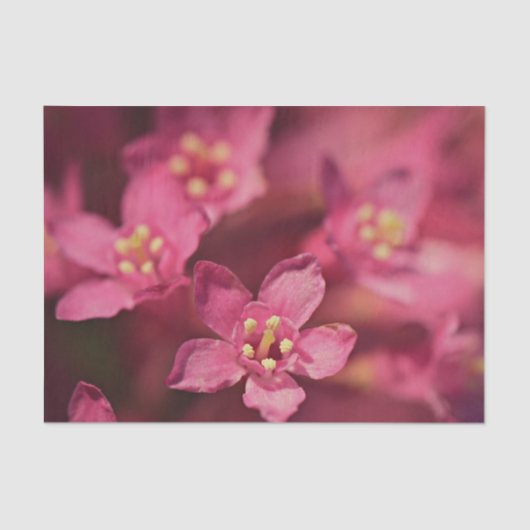 美しいピンクの花 薄葉紙 (正面)