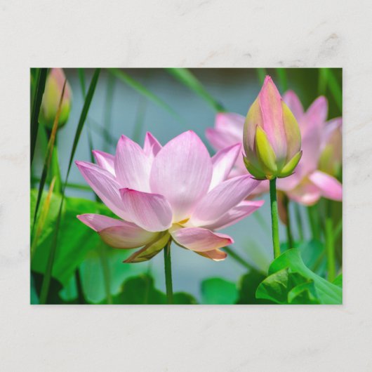 美しいピンクの蓮の花 ポストカード (正面)