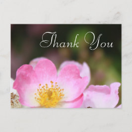 美しいピンクの野生のバラ結婚の花感謝していのあなた ポストカード