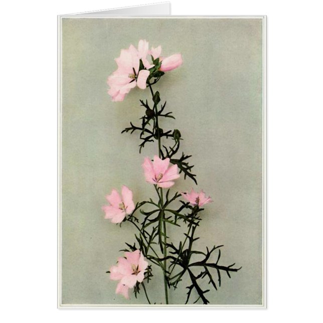 美しいピンクの野生の花 (正面)