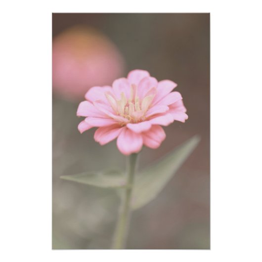 美しいピンクの《植物》百日草花のフローラ ポスター (正面)