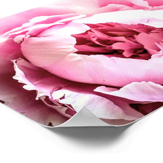 美しいピンクエレガントの牡丹の花 ポスター (角)