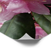 美しいピンクシャクシャクナゲ開花フローラ ポスター (角)