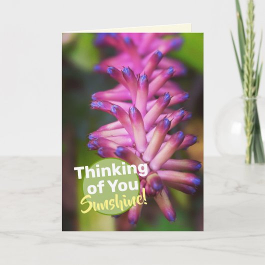 美しいピンクパープルのマッチスティック植物の花 カード (正面)