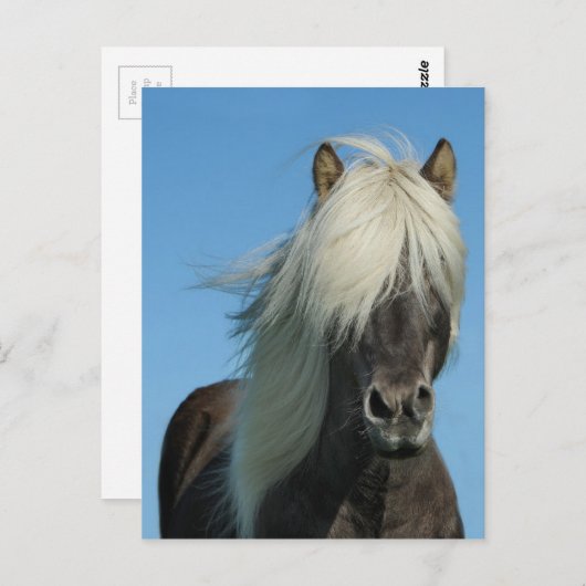 美しいフィヨルドの子馬の馬の種馬 ポストカード (正面/裏面)