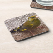 美しいフィンチ コースター (左側)