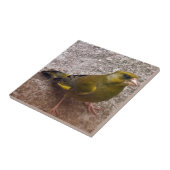 美しいフィンチ タイル (側面)