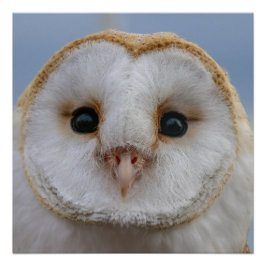美しいフクロウ顔ポスター ポスター