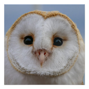 美しいフクロウ顔ポスター ポスター