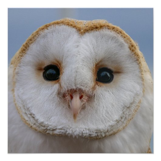 美しいフクロウ顔ポスター ポスター (正面)