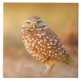 美しいフクロウ タイル