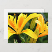 美しいフローライエローライズハガキ ポストカード (正面/裏面)