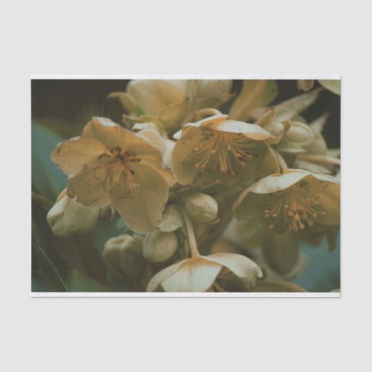 美しいフローラ花ティッシュペーパー 薄葉紙 (正面)