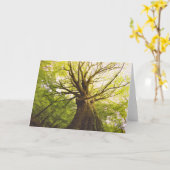 美しいブナの木 カード (黄色い花)