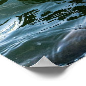 美しいブラックスワン ポスター (角)