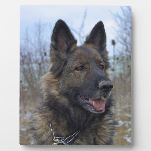 美しいブラックタンジャーマンシェパードの子犬 フォトプラーク (正面)