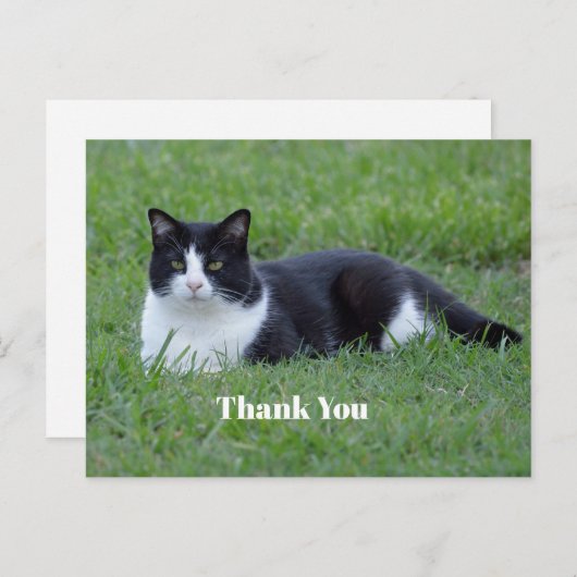 美しいブラック＆ホワイトのスーツ姿の猫の写真 ありがとうございます ポストカード (正面/裏面)