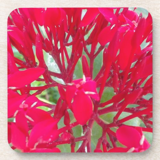 美しいブラッドフラワーミルクウィードアートプリント/グラフィック コースター (正面)