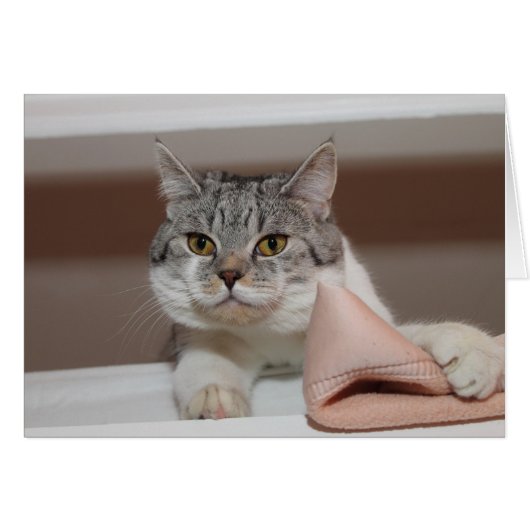 美しいブリティッシュショートヘア (正面横)