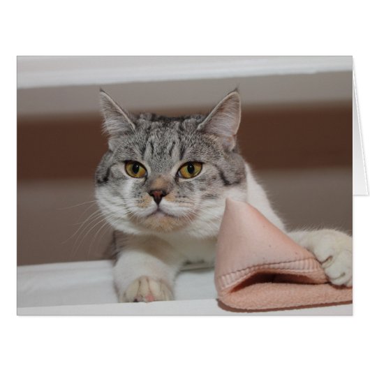 美しいブリティッシュショートヘア (正面横)