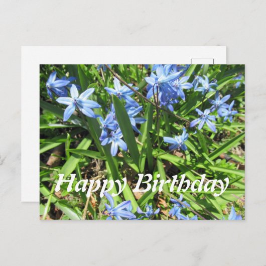 美しいブルーのスカイラ花の写真 誕生日ポストカード ポストカード (正面/裏面)