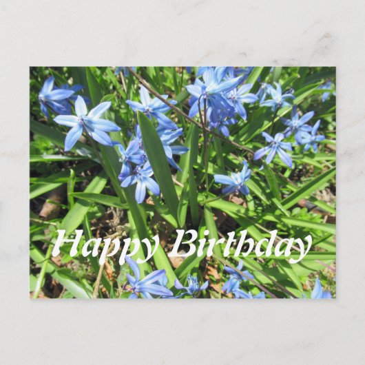美しいブルーのスカイラ 花の写真 誕生日ポストカード ポストカード (正面)