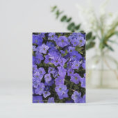美しいブルーバイオレットペチュニアの花の写真 ポストカード (スタンド正面)