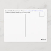 美しいブルーバイオレットペチュニアの花の写真 ポストカード (裏面)