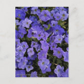 美しいブルーバイオレットペチュニアの花の写真 ポストカード (正面)