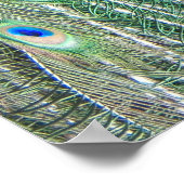 美しいブルーピーコックフォト ポスター (角)