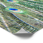 美しいブルーピーコックフォト ポスター (角)