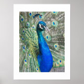 美しいブルーピーコックフォト ポスター (正面)