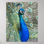 美しいブルーピーコックフォト ポスター (正面)