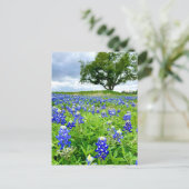 美しいブルーボンネットテキサス州写真 ポストカード (スタンド正面)