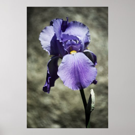 美しいプリント ポスター (正面)