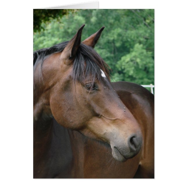 美しいベイホース (正面)