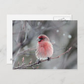 美しいベニマユヒバリの写真 ポストカード (正面/裏面)