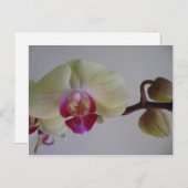 美しいベビーイエローラン ポストカード (正面/裏面)