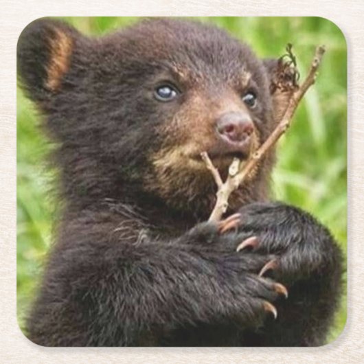 美しいベビーベア スクエアペーパーコースター (正面)