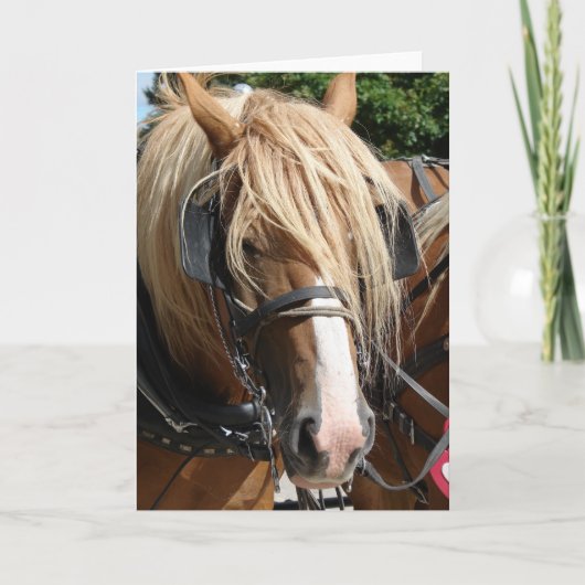 美しいベルギー人 カード (正面)