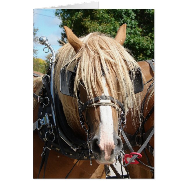 美しいベルギー (正面)