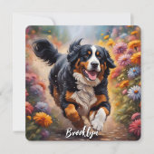 美しいベルネーズマウンテンドッグ (正面)