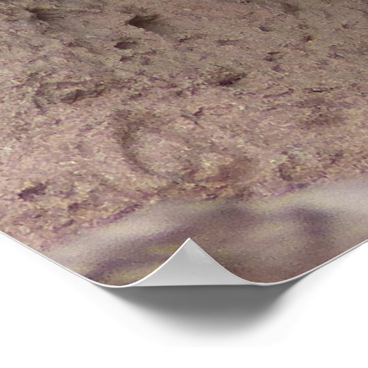 美しいベンガルのホワイトタイガー写真 ポスター (角)