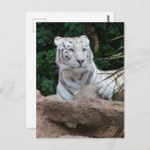 美しいベンガルのホワイトタイガー写真 ポストカード (正面/裏面)