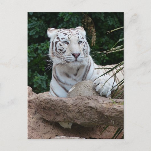 美しいベンガルのホワイトタイガー写真 ポストカード (正面)