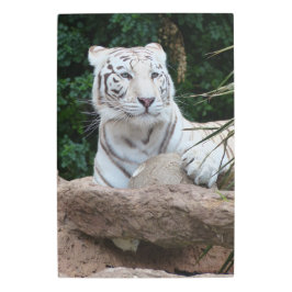 美しいベンガルのホワイトタイガー写真 メタルプリント