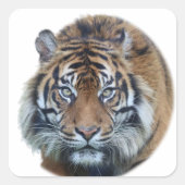 美しいベンガルタイガー顔写真 スクエアシール (正面)