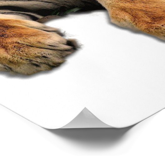 美しいベンガルタイガー顔写真 ポスター (角)